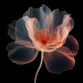 Flor Translúcida em Preto e Rosa II — Orlov, Irena