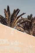 Estúdio III 1 — palmeira — Studio III