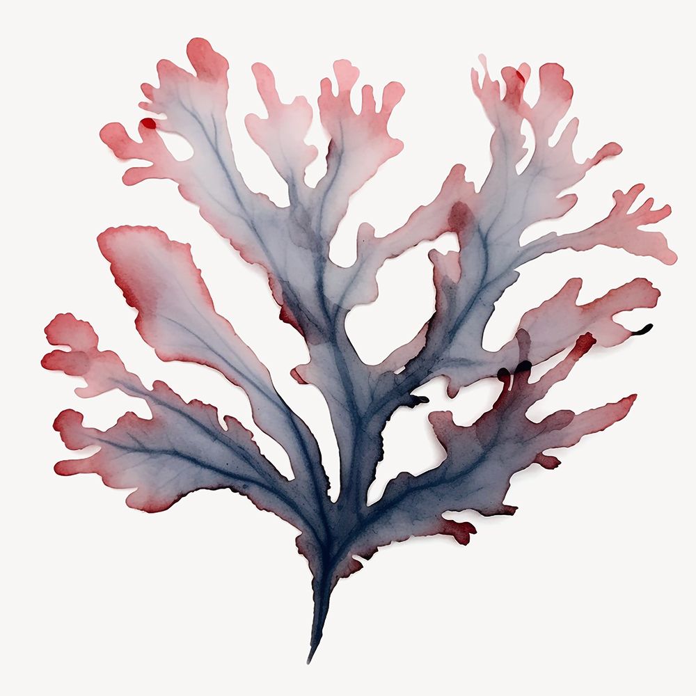 Flores do Oceano II — Roozbeh