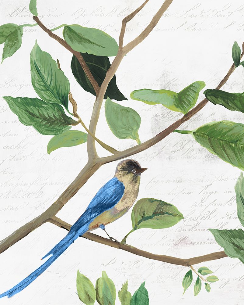 Pássaro de Primavera II — PI Studio