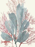 Espirais de Algas I — Wilson, Aimee
