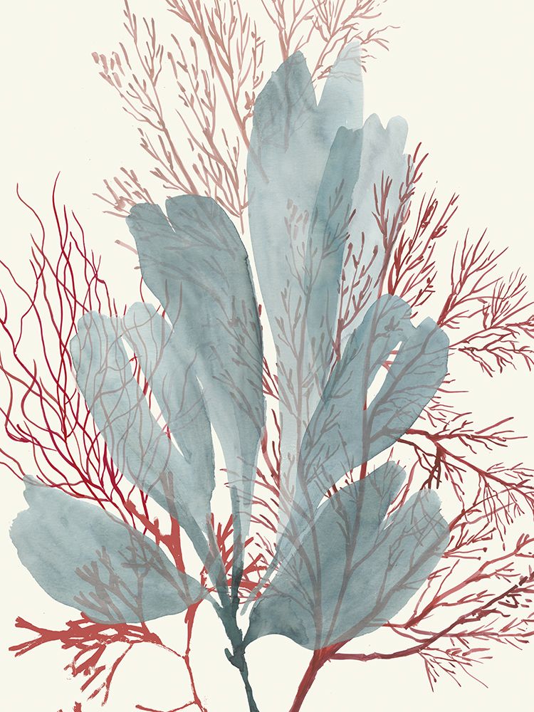 Espirais de Algas I — Wilson, Aimee