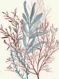 Espirais de Algas II — Wilson, Aimee