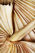 Palmas Secas Naturais I — Aldridge, Ashley