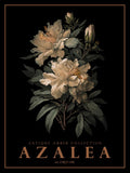 Azaleia — Giampietro, Christopher