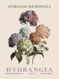 Hortênsia — Giampietro, Christopher
