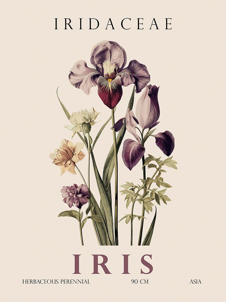 Íris — Giampietro, Christopher