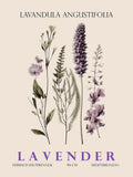 Lavanda II — Giampietro, Christopher