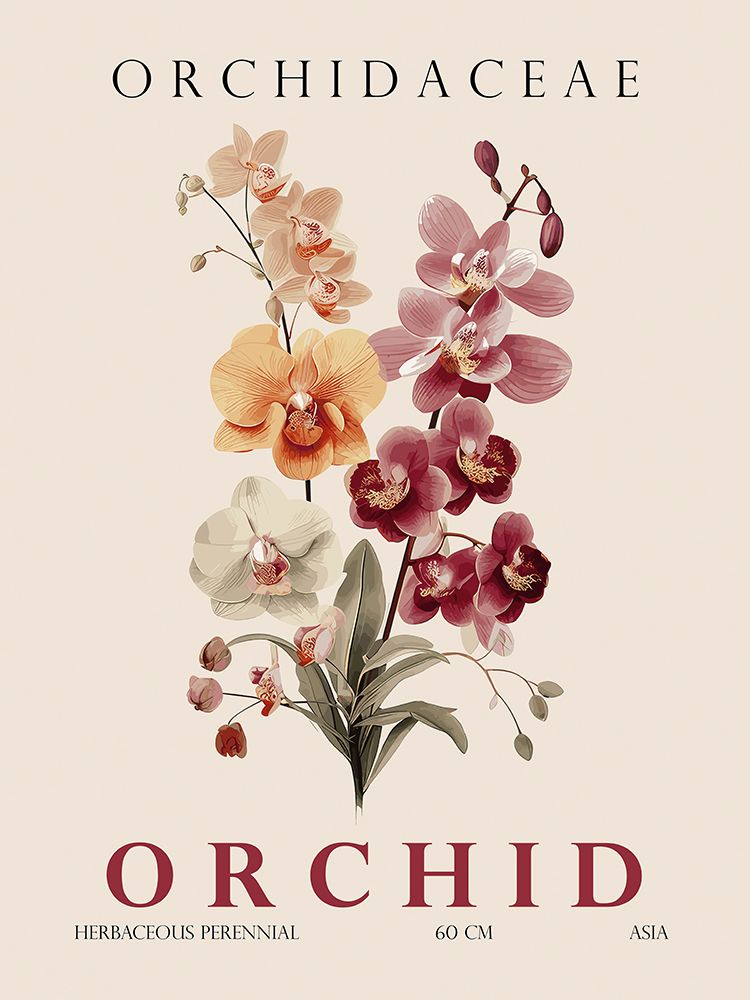 Orquídea — Giampietro, Christopher