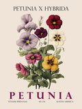Petúnia — Giampietro, Christopher