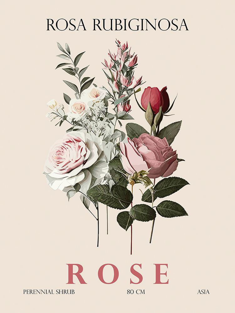 Rosa — Giampietro, Christopher