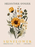 Girassol II — Giampietro, Christopher