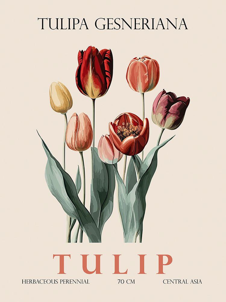 Tulipa — Giampietro, Christopher