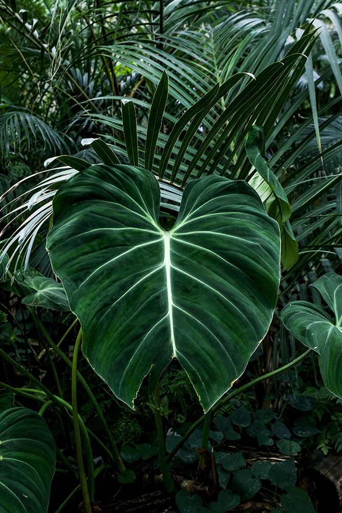 Tropical 3 — PhotoINC Studio