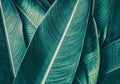 Banana — PhotoINC Studio