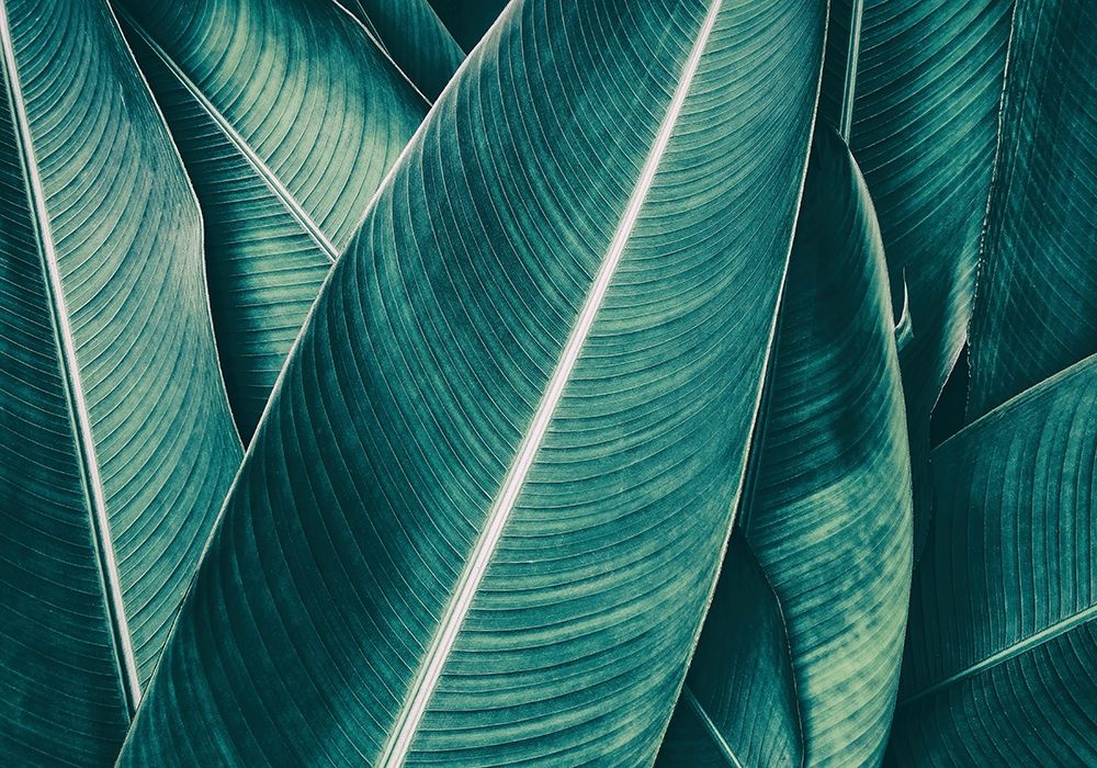 Banana — PhotoINC Studio