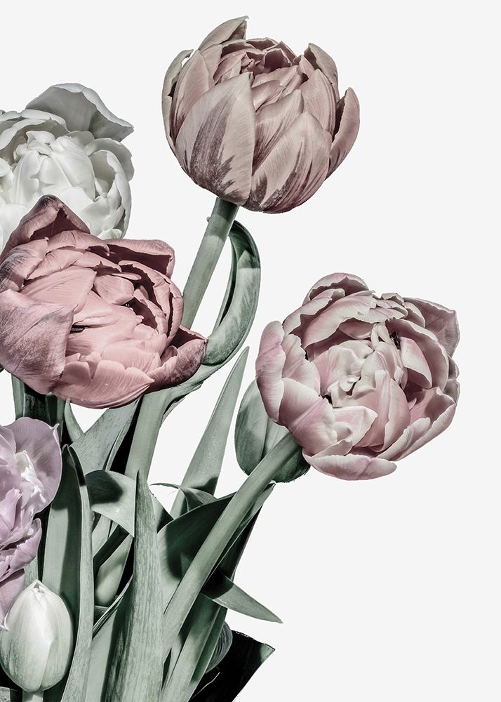 Tulipas Vivo — Design Fabrikken