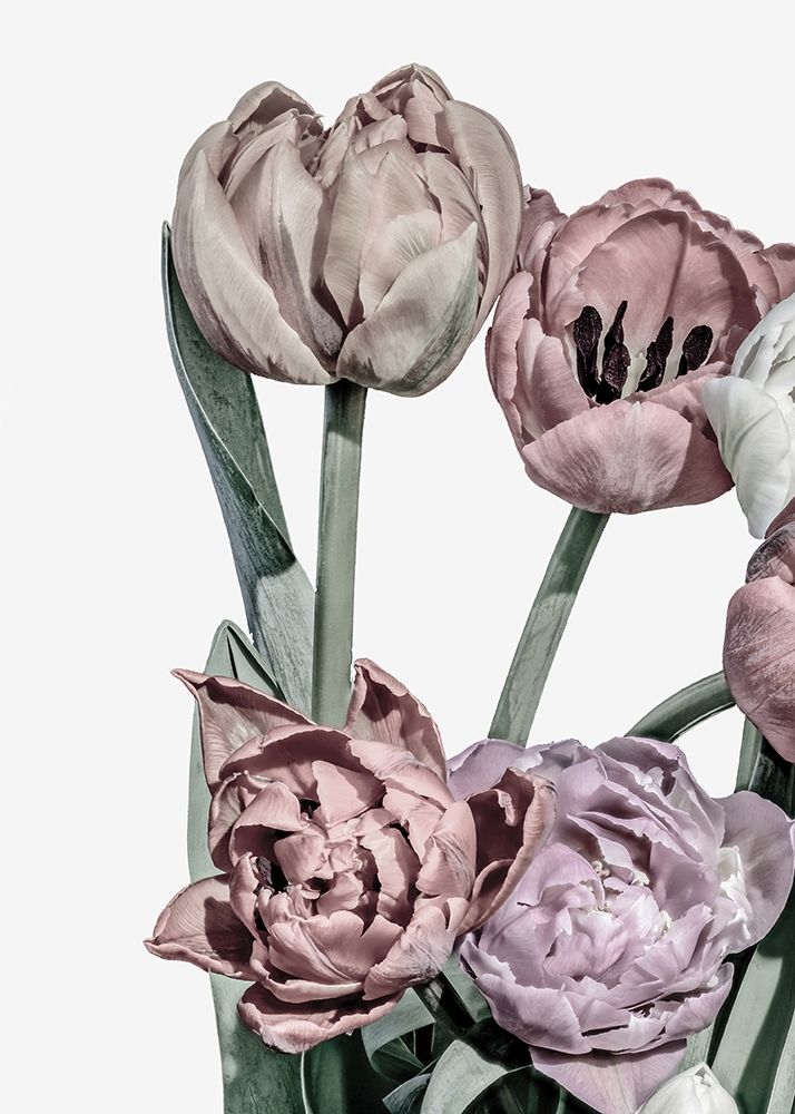 Tulipas Vivo 2 — Design Fabrikken