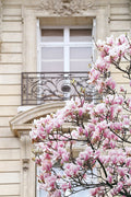 Magnólias de Primavera em Paris — Okula, Carina