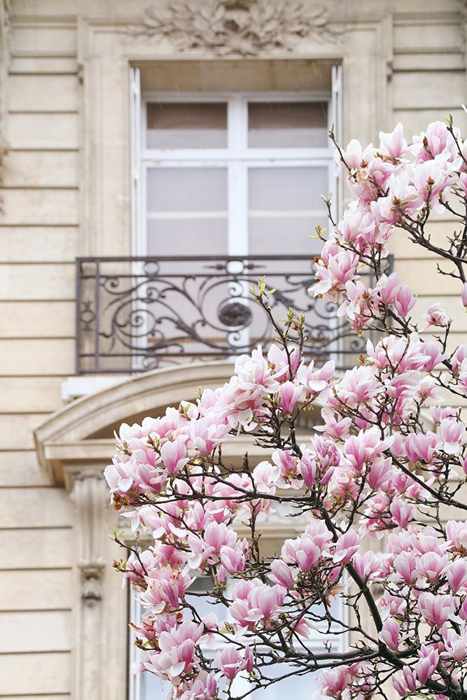 Magnólias de Primavera em Paris — Okula, Carina