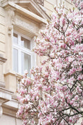 Magnólias Rosa em Paris — Okula, Carina