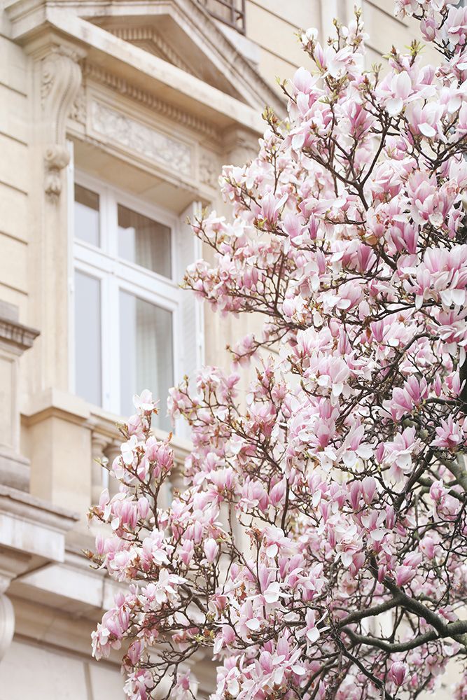 Magnólias Rosa em Paris — Okula, Carina