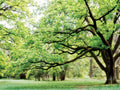 Bosques Verdes 4 — PhotoINC Studio