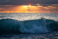 Pelicano ao Amanhecer — Zephyr, Patrick