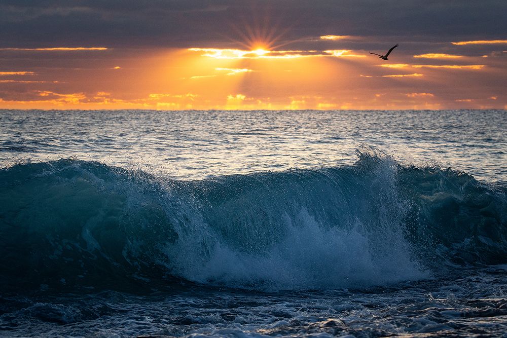 Pelicano ao Amanhecer — Zephyr, Patrick