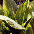 Exploração de Plantas I — Navas, Emily