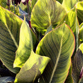 Exploração de Plantas II — Navas, Emily