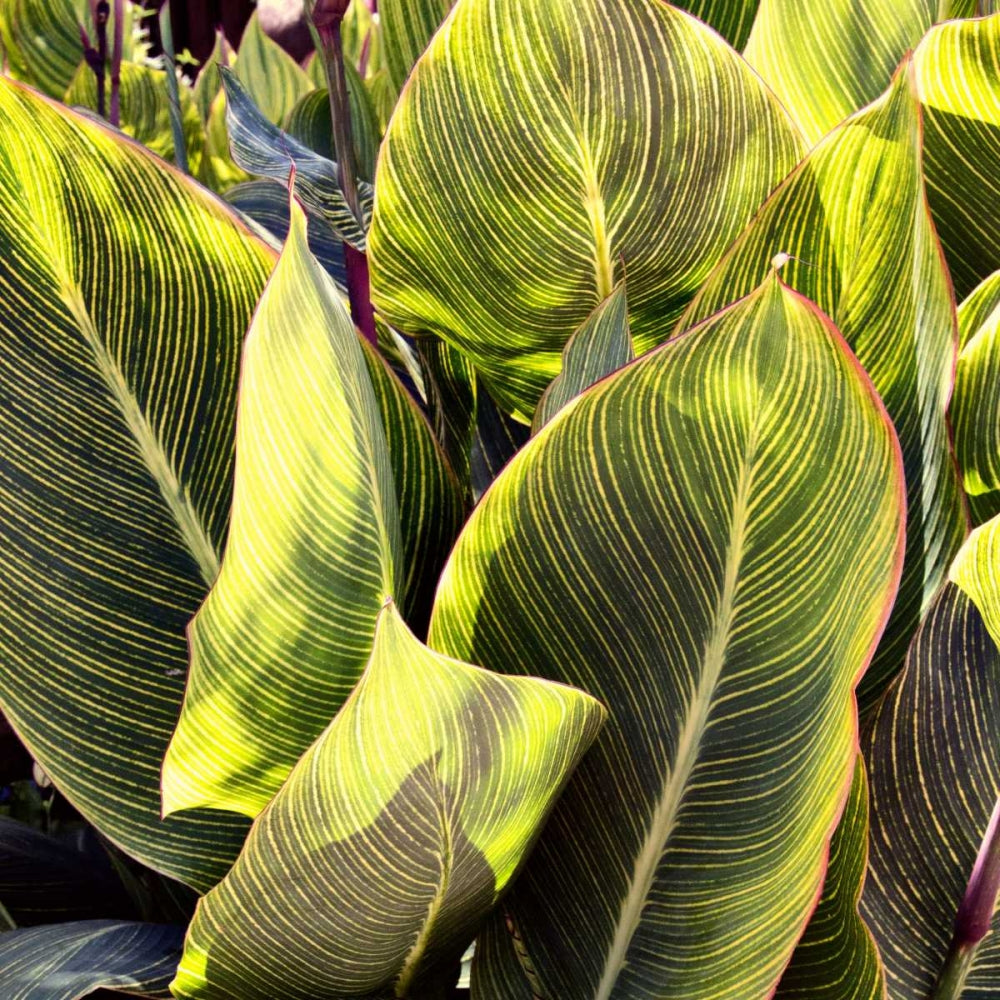 Exploração de Plantas II — Navas, Emily