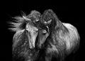 Cavalos em Amor — Walker, Carol