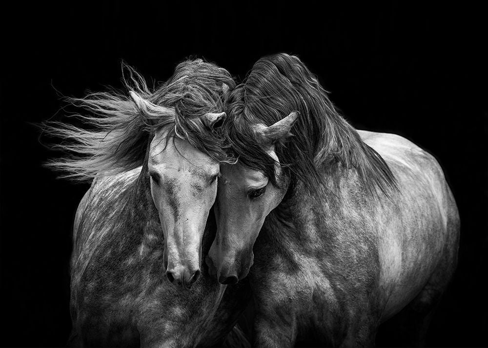 Cavalos em Amor — Walker, Carol