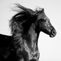 Cavalo Preto — Walker, Carol