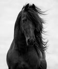 Majestoso Cavalo Escuro — Walker, Carol