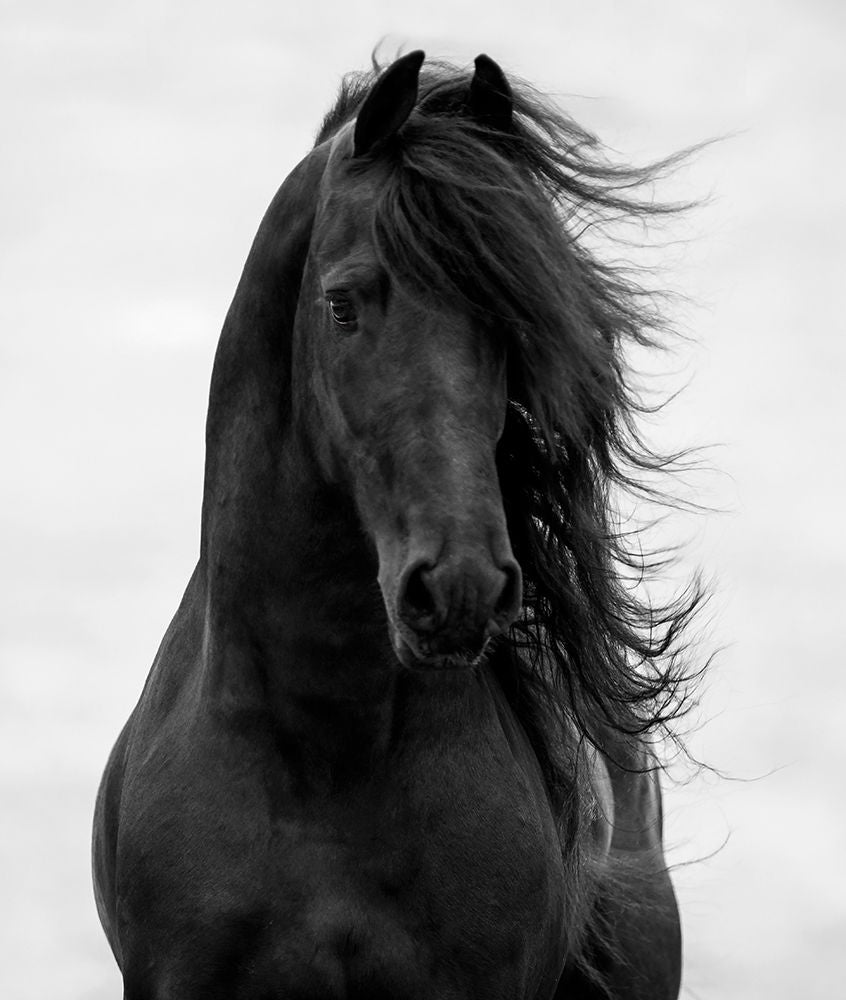 Majestoso Cavalo Escuro — Walker, Carol