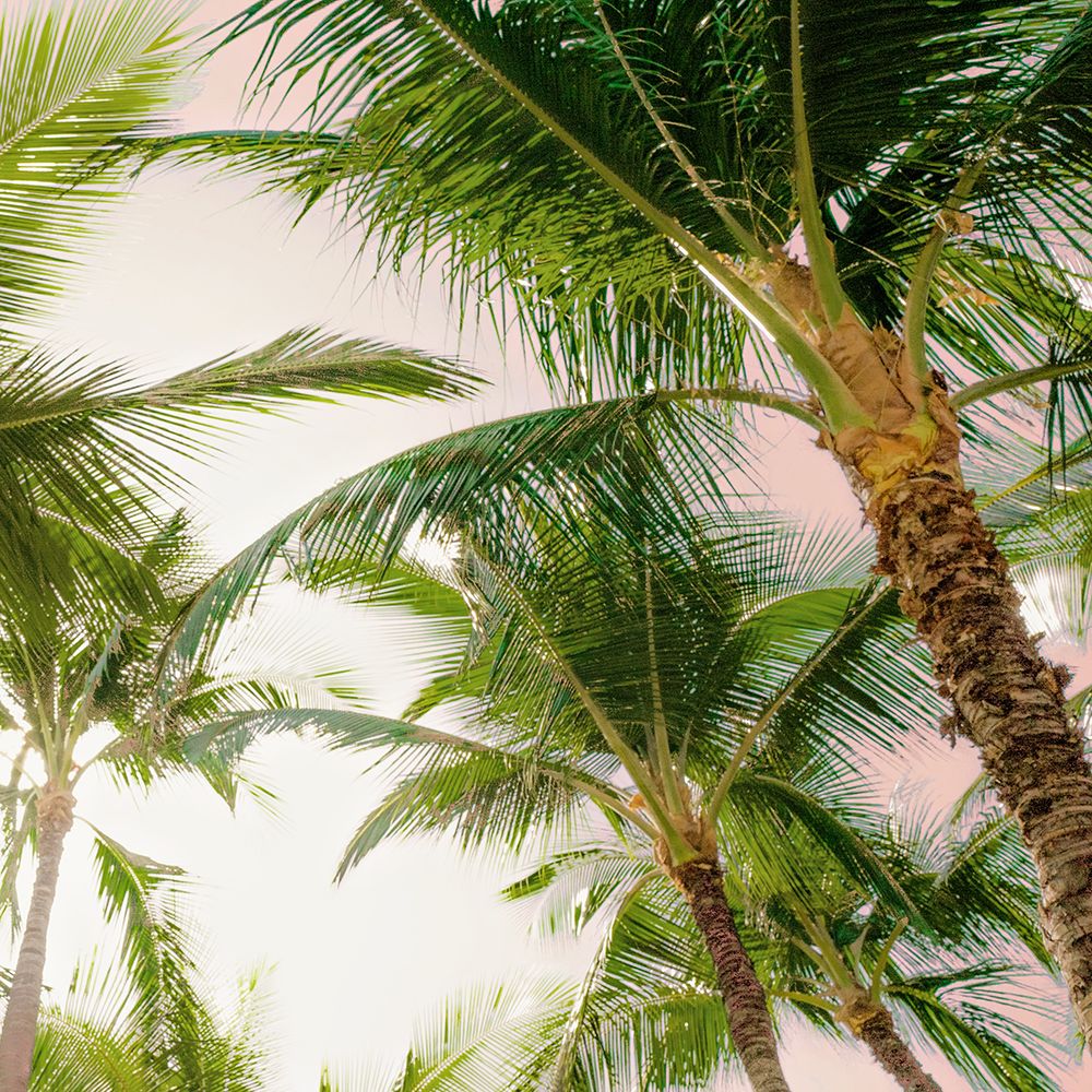 Palmeiras Luminosas de Oahu I — Bill Carson Photography