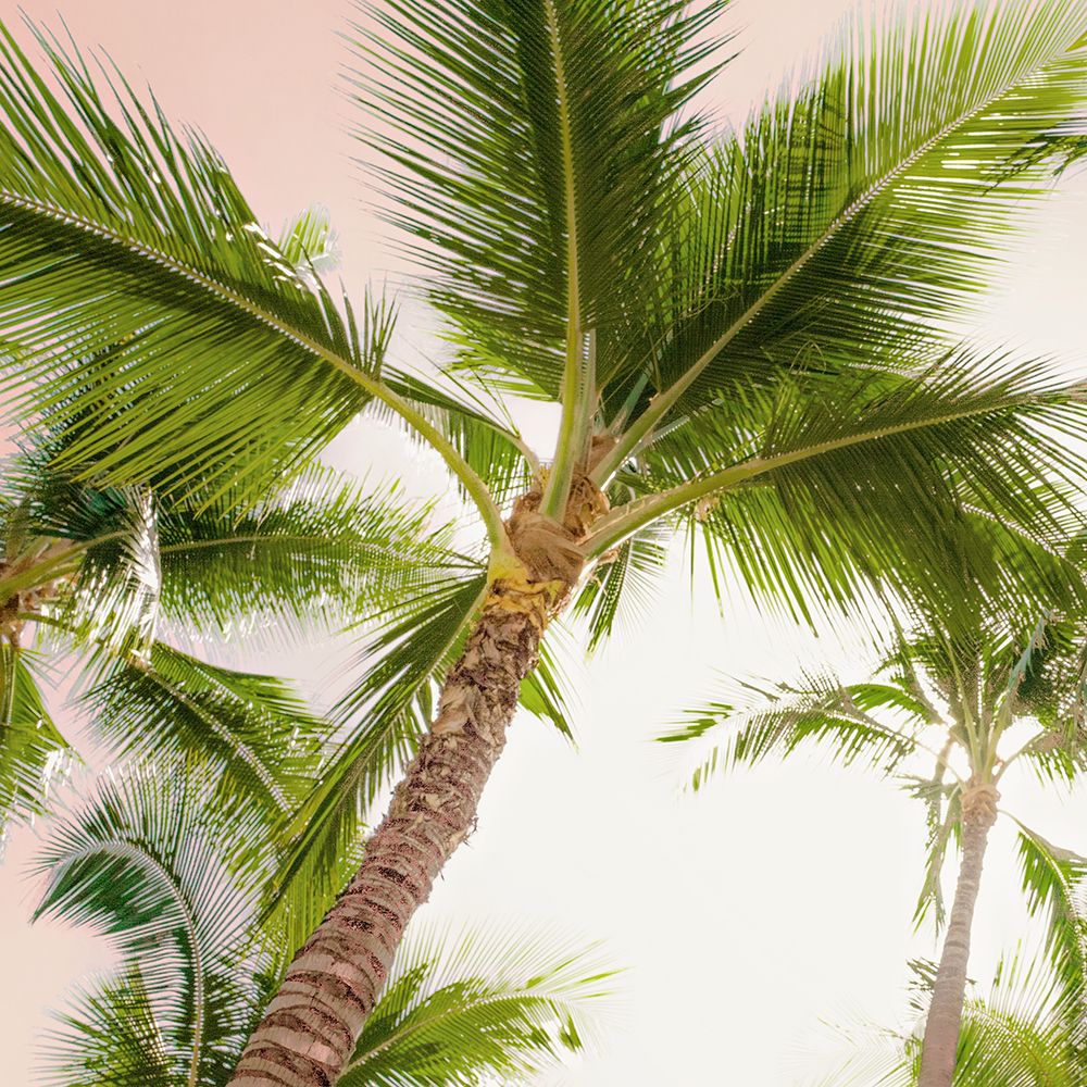 Palmeiras Luminosas de Oahu II — Bill Carson Photography