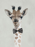 Girafa Esperta — Sheppard, Lucca