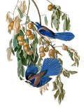 Gaio-Azul da Flórida — Piddix