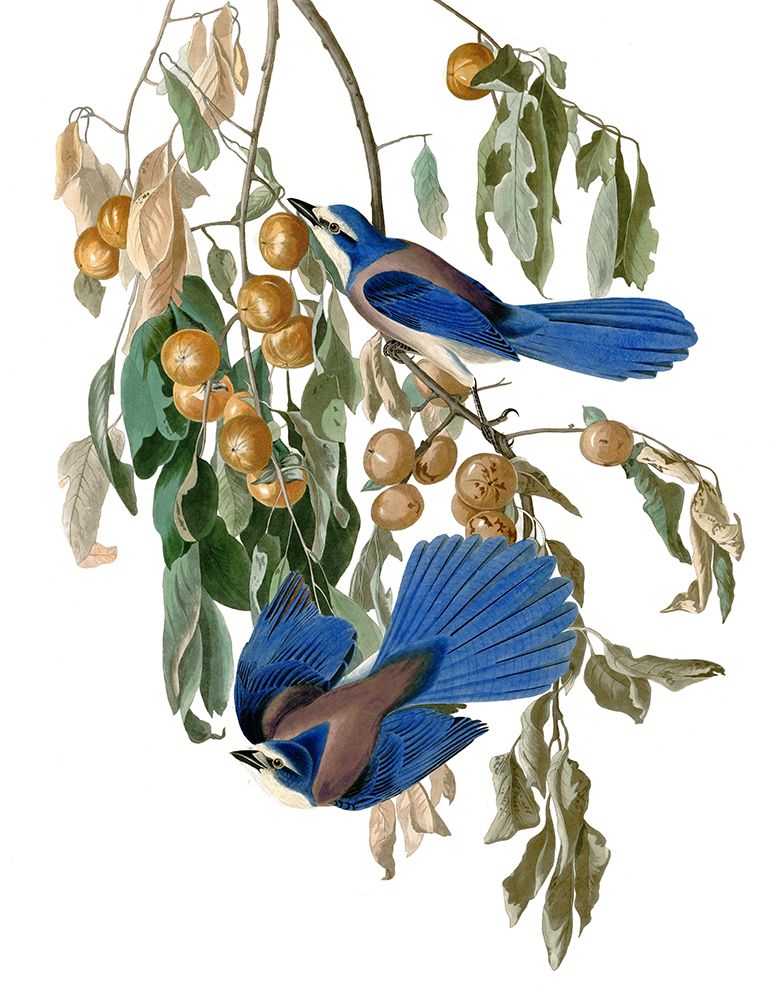 Gaio-Azul da Flórida — Piddix