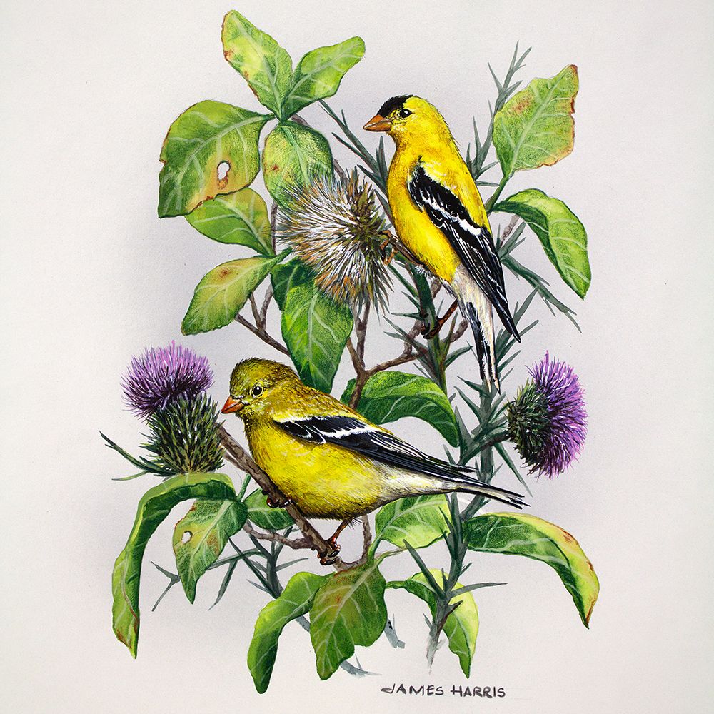 Pintassilgo em Âmbar — Harris, James