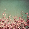 Tempo de Primavera I 1 — Bryant, Susan