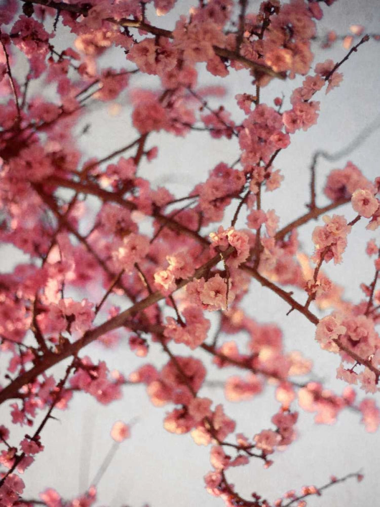 Flores de Cerejeira I 1 — Bryant, Susan