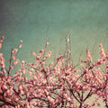 Tempo de Primavera II 1 — Bryant, Susan