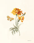 Calêndula de Outono I — Nai, Danhui