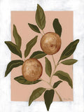Estudo de Laranjas I — Nelson, Mackenzie