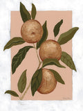 Estudo de Laranjas II — Nelson, Mackenzie
