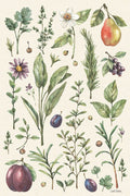 Jardim Ilustrado V — Trimbach, Leslie